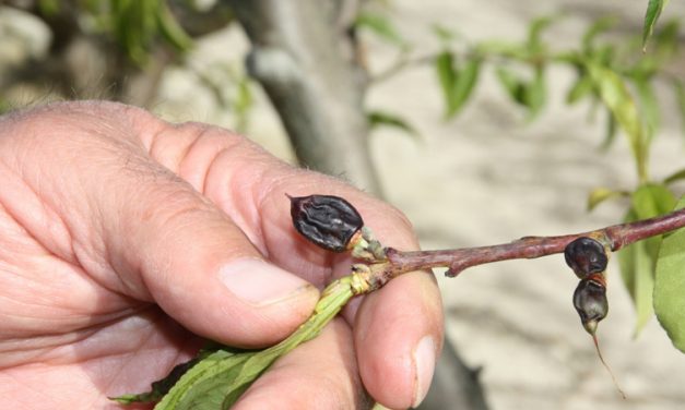 Los agricultores se impacientan por la no tramitación del decreto de ayudas por las heladas