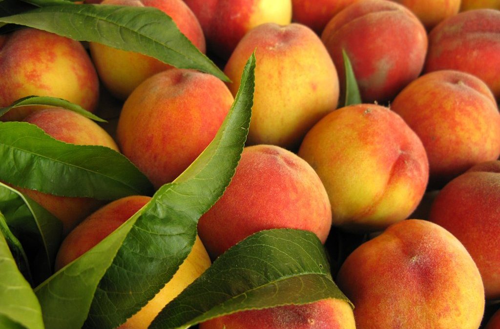 El Ministerio de Agricultura abre un cupo para transformar en zumo fruta de hueso retirada del mercado