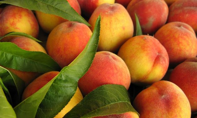 El Ministerio de Agricultura abre un cupo para transformar en zumo fruta de hueso retirada del mercado