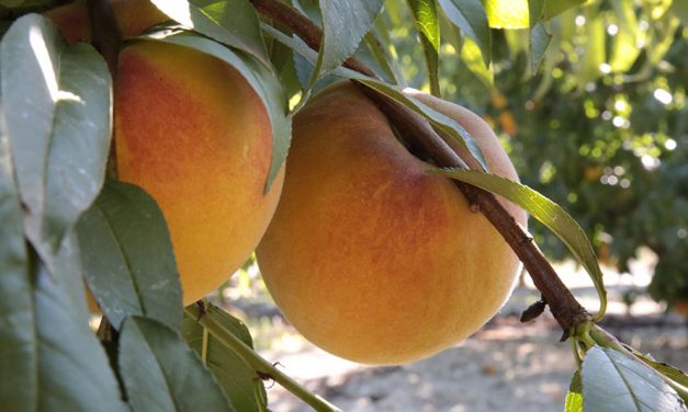 El Congreso debatirá Plan Integral de medidas de apoyo al sector de la fruta de hueso