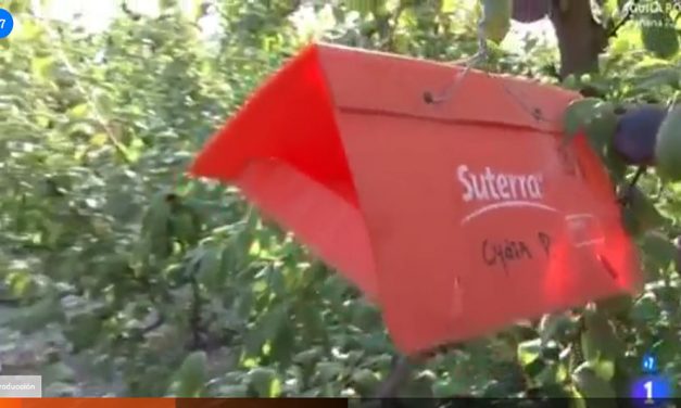 La exportación de ciruela de Cieza a China, en Comando Actualidad
