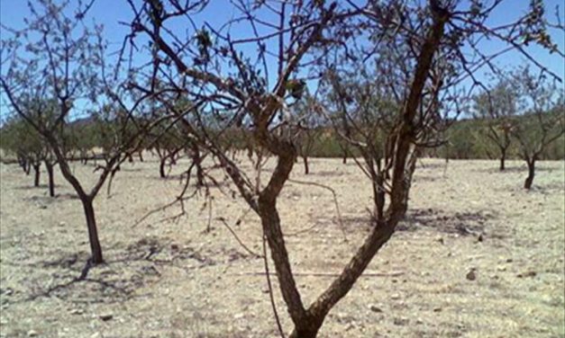 Presentación del Grupo Operativo de Adaptación del Sector de Fruta de Hueso al Cambio Climático
