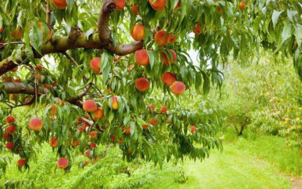 Los sindicatos agrarios exigen «soluciones» para evitar la caída de precios de la fruta de hueso