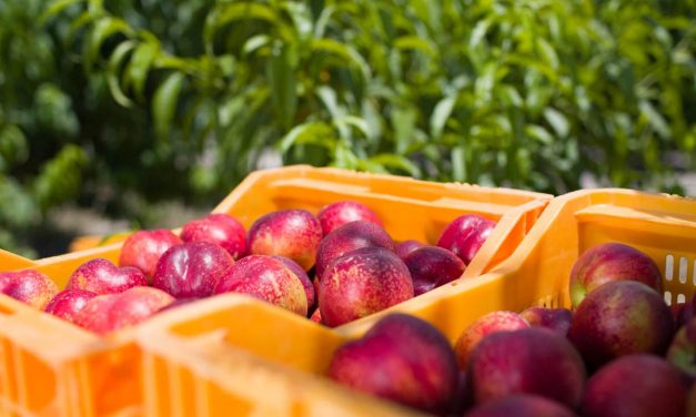 Los agricultores de la fruta de hueso piden medidas urgentes y efectivas
