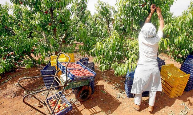Aragón y Cataluña agotan el cupo de retirada de fruta de hueso en el primer día