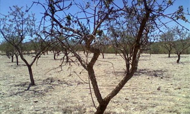 Grupo Operativo “Adaptación del Sector de Frutales de Hueso al Cambio Climático”