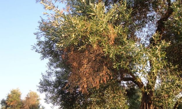El Gobierno valenciano solicita ayuda al Ministerio para poder investigar la Xylella