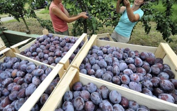 Los grupos políticos de Extremadura piden al Gobierno que incluya la ciruela en el cupo de retirada de fruta de hueso