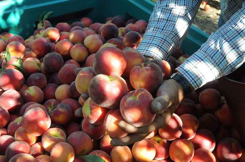 Agricultura convoca al sector de la fruta para estudiar medidas a la crisis