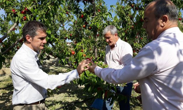 El seguro agrario se hace cargo de los daños provocados por el pedrisco en la Región de Murcia
