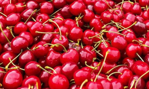 La contratación del Seguro de Explotaciones de Cereza se incrementa un 46% respecto a la campaña anterior