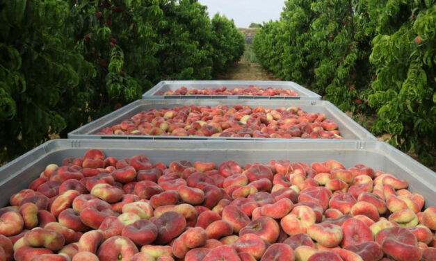 La campaña de fruta de hueso de 2022 será la más escasa de la última década