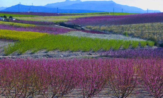 Productores de melocotón y nectarina de Francia, Italia, Portugal y España analizan las previsiones de campaña 2023 y la problemática fitosanitaria
