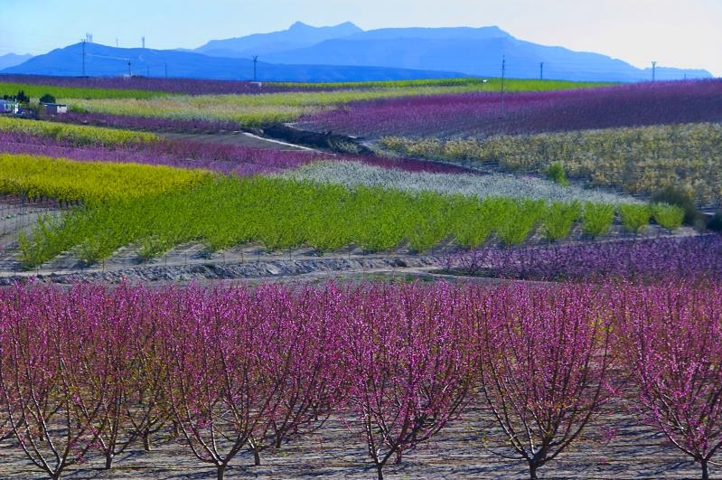 Productores de melocotón y nectarina de Francia, Italia, Portugal y España analizan las previsiones de campaña 2023 y la problemática fitosanitaria